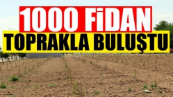 Akhisar’da 1000 fidan toprakla buluştu