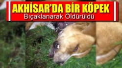 Akhisar’da Bir Köpek Bıçaklanarak Öldürüldü