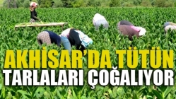 Akhisar’da tütün tarlaları çoğalıyor