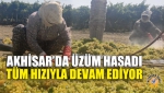 Akhisar’da Üzüm Hasadı Tüm Hızıyla Devam Ediyor