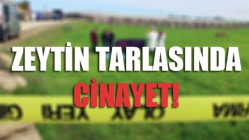 Akhisar’da zeytin tarlasında cinayet