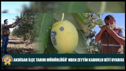 Akhisar İlçe Tarım Müdürlüğü’ nden Zeytin Kabuklu Biti Uyarısı