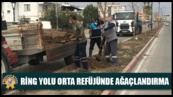 Akhisar Ring Yolu Orta Refüjünde Ağaçlandırma