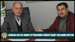 Akhisar Uslu Ve Domat Zeytinlerinin Coğrafi İşaret Kullanımı Artıyor