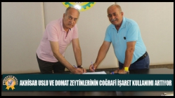 Akhisar Uslu Ve Domat Zeytinlerinin Coğrafi İşaret Kullanımı Artıyor