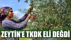 Akhisar'da zeytin sektörüne TKDK eli değdi!