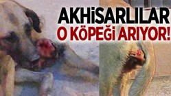 Akhisarlılar o köpeği arıyor