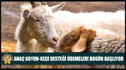 Anaç Koyun-Keçi Desteği Ödemeleri Bugün Başlıyor