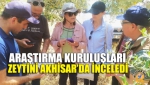 Araştırma Kuruluşları Zeytini Akhisar’da İnceledi