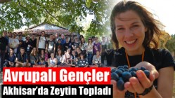 Avrupalı Gençler Akhisar’da Zeytin Topladı