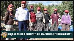 Başkan Dutlulu, Belediyeye Ait Arazilerde Zeytin Hasadı Yaptı