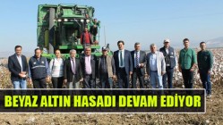 Beyaz altın hasadı devam ediyor