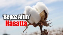 ‘Beyaz altın’ hasatta