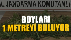 Boyları 1 Metreyi Buluyor