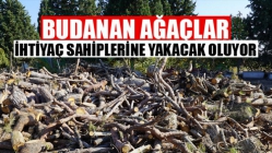 Budanan ağaçlar ihtiyaç sahiplerine yakacak oluyor