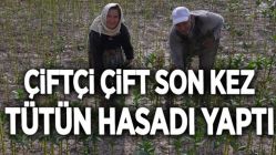 Çiftçi Çift Son Kez Tütün Hasadı Yaptı