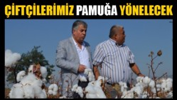 Çiftçilerimiz Pamuğa Yönelecek