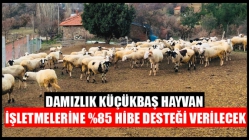 Damızlık Küçükbaş Hayvan İşletmelerine %85 Hibe Desteği Verilecek