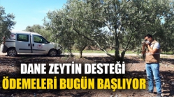 Dane Zeytin Desteği Ödemeleri Bugün Başlıyor