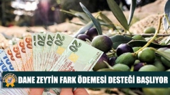 Dane Zeytin Fark Ödemesi Desteği Başlıyor