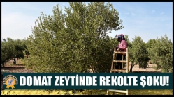 Domat Zeytinde Rekolte Şoku!