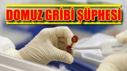 Domuz Gribi Şüphesi