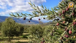 Elimizde Kala Kala Bir Zeytin Kaldı, Ona Da Göz Diktiler