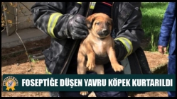 Foseptiğe düşen yavru köpek kurtarıldı