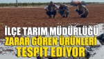 İlçe Tarım Müdürlüğü Zarar Gören Ürünleri Tespit Ediyor