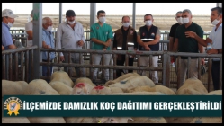 İlçemizde Damızlık Koç Dağıtımı Gerçekleştirildi