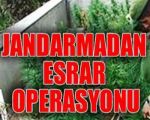 Jandarmadan Esrar Operasyonu!