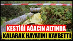 Kestiği ağacın altında kalarak hayatını kaybetti