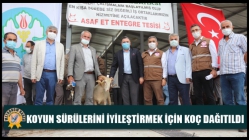 Koyun Sürülerini İyileştirmek İçin Koç Dağıtıldı