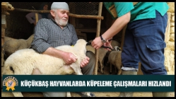 Küçükbaş Hayvanlarda Küpeleme Çalışmaları Hızlandı