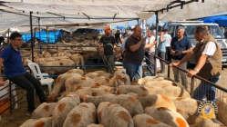 Kurban Kesim Yerleri Ve Hayvan Pazarı Denetimi Yapıldı