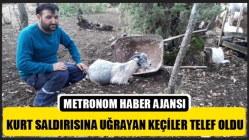 Kurt Saldırısına Uğrayan Keçiler Telef Oldu