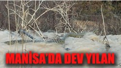 Manisa'da Dev Yılan Görüntülendi