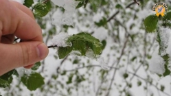 Meteorolojiden Zirai Don Uyarısı