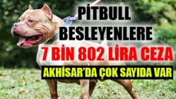 Pitbull Besleyenlere 7 Bin 802 Lira Ceza