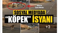 Sosyal Medyada Köpek İsyanı