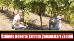 Üzümde Rekolte Tahmin Çalışmaları Yapıldı