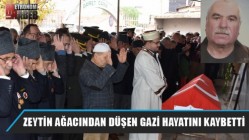 Zeytin ağacından düşen gazi hayatını kaybetti