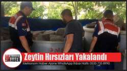 Zeytin hırsızları yakalandı, 5 Kişi Tutuklandı