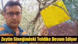 Zeytin Sineğindeki Tehlike Devam Ediyor