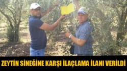 Zeytin Sineğine Karşı İlaçlama İlanı Verildi