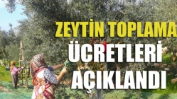 Zeytin Toplama Ücretleri Açıklandı