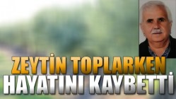 ZEYTİN TOPLARKEN HAYATINI KAYBETTİ