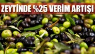 Zeytinde Yüzde 25'lik Verim Artışı