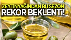 Zeytinyağından Bu Sezon Rekor Beklenti!