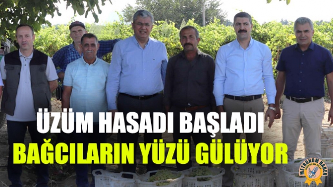 Üzüm Hasadı Başladı, Bağcıların Yüzü Gülüyor